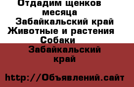 Отдадим щенков ,2 месяца  - Забайкальский край Животные и растения » Собаки   . Забайкальский край